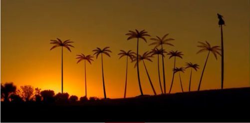 schnellwachsende Palmen.jpg
